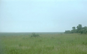 Very Polluted and Hazy